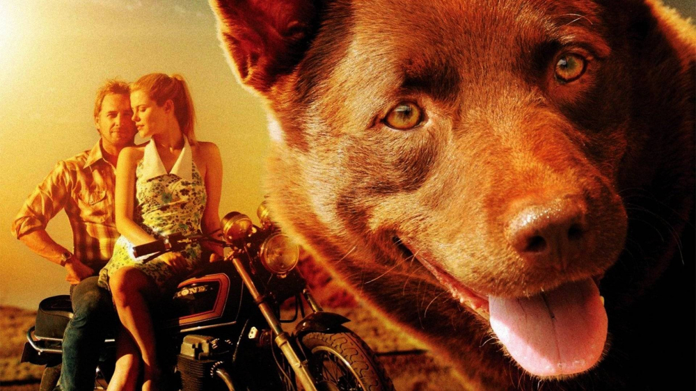 Series Phim Chú Chó Trung Thành - Red Dog