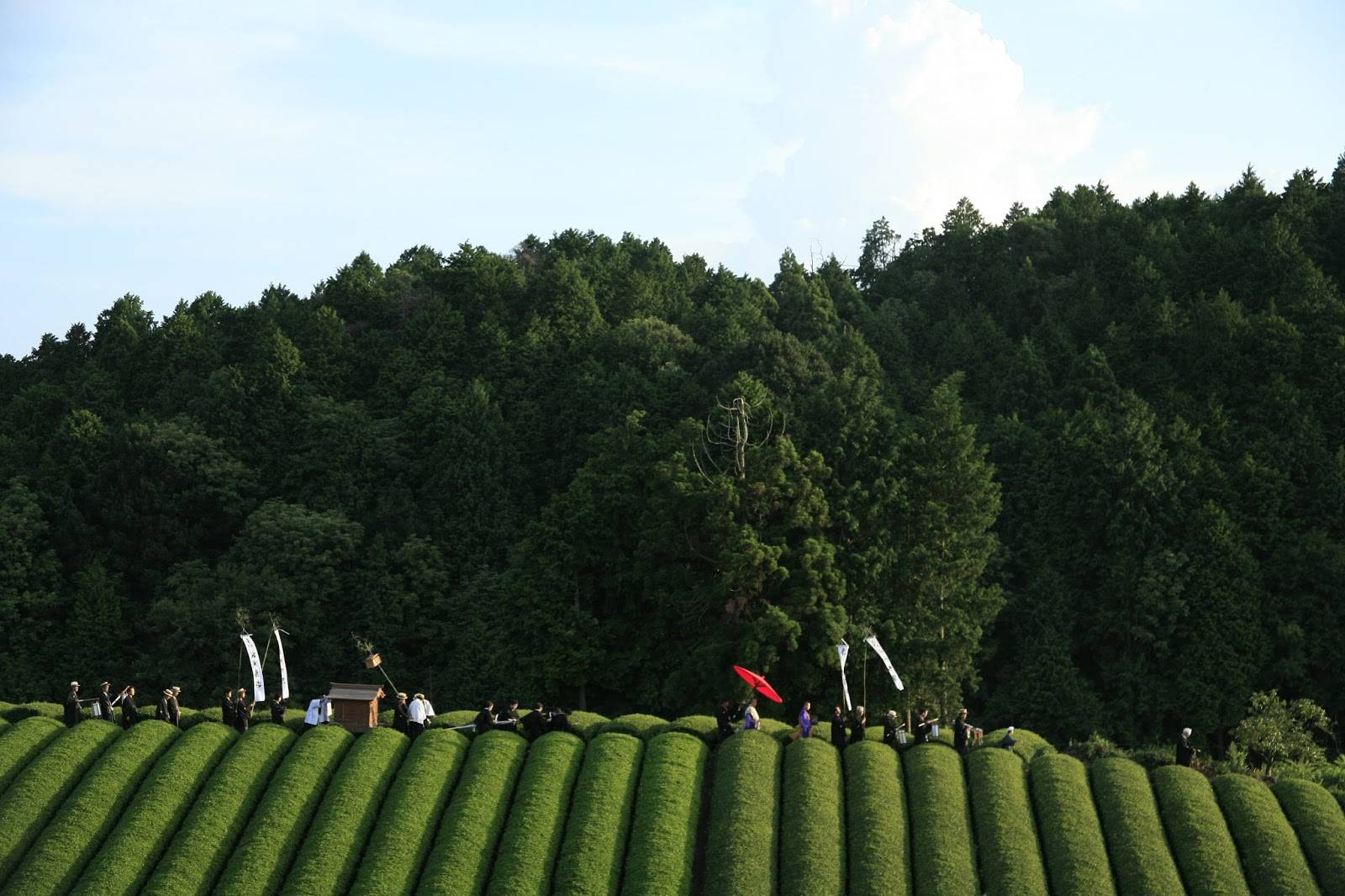 Xem Phim Khu Rừng Tang Tóc, The Mourning Forest 2007