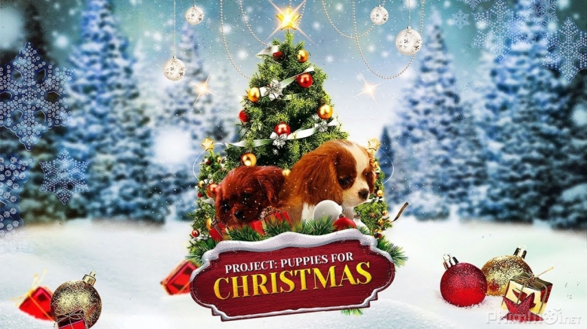 Xem Phim Cún Con Cho Giáng Sinh, Project: Puppies for Christmas 2019