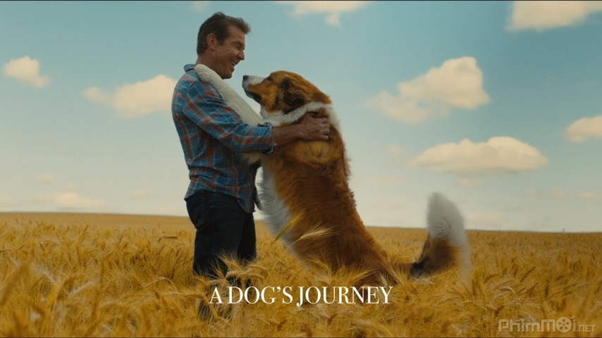 Xem Phim Hành Trình Của Chú Chó Bailey, A Dog's Journey 2019
