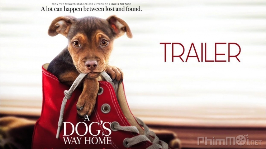 A Dog's Way Home / A Dog's Way Home (2019)