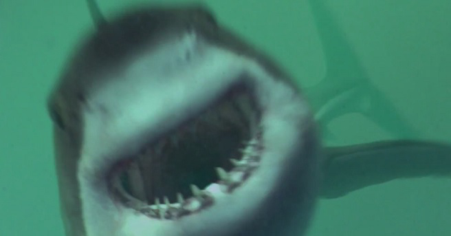 Xem Phim Mồi Cá Mập, Open Water 3: Cage Dive - Shark Terror 2017