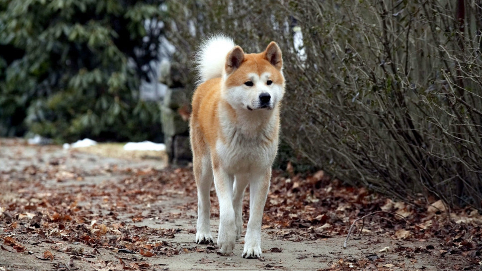 Hachi: A Dog's Tale / Hachi: A Dog's Tale (2009)