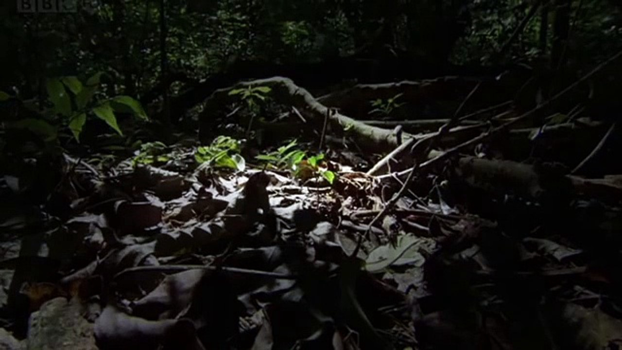 The Natural World - Ant Attack / The Natural World - Ant Attack (2006)