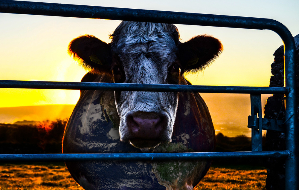 Cowspiracy: The Sustainability Secret / Cowspiracy: The Sustainability Secret (2014)