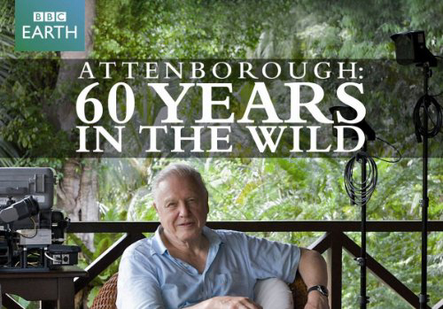 Xem Phim 60 Năm Trong Hoang Dã, Attenborough: 60 Years In The Wild 2012