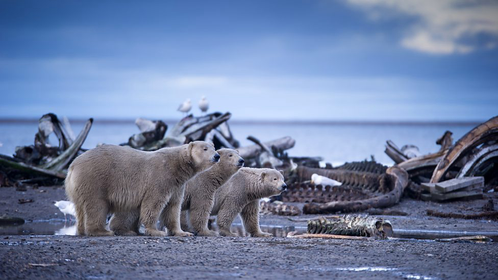 Alaska: Earth's Frozen Kingdom / Alaska: Earth's Frozen Kingdom (2015)