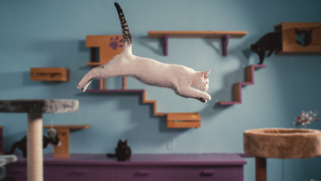 Xem Phim Những chú mèo nghĩ gì, Inside the Mind of a Cat 2022 Xem Phim Những chú mèo nghĩ gì, Inside the Mind of a Cat 2022
