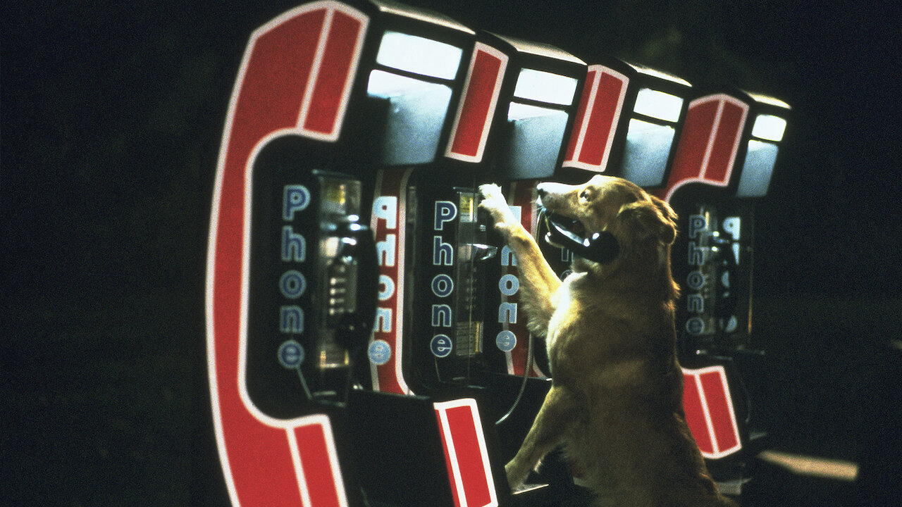 Xem Phim Bingo, Bingo 1991 Xem Phim Bingo, Bingo 1991