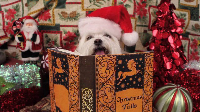 Xem Phim Người Tuyết Kỳ Thú, Snowball's Christmas Tales By The Fire 2016 Xem Phim Người Tuyết Kỳ Thú, Snowball's Christmas Tales By The Fire 2016