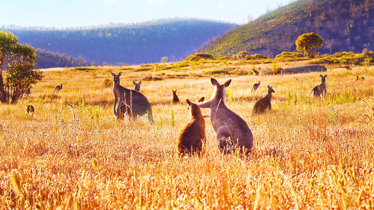 Xem Phim Thung lũng kangaroo, Kangaroo Valley 2022 Xem Phim Thung lũng kangaroo, Kangaroo Valley 2022
