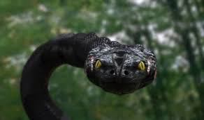 Xem Phim Trăn Khổng Lồ 3, Anaconda 3: Offspring 2012 Xem Phim Trăn Khổng Lồ 3, Anaconda 3: Offspring 2012