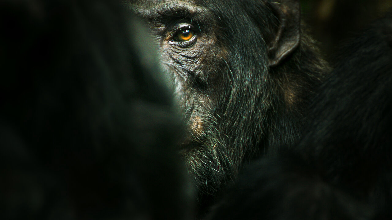 Chimp Empire / Chimp Empire (2023)
