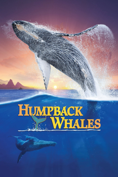 Cá Voi Lưng Gù, Humpback Whales / Humpback Whales (2015)