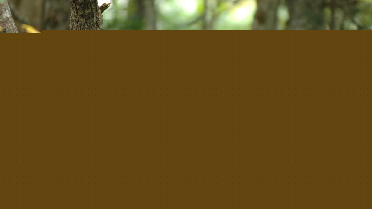 Xem Phim Khi Yêu, Heavenly Forest 2006 Xem Phim Khi Yêu, Heavenly Forest 2006