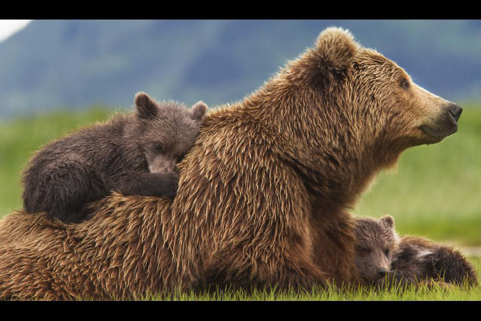 Xem Phim Bears, Bears 2014