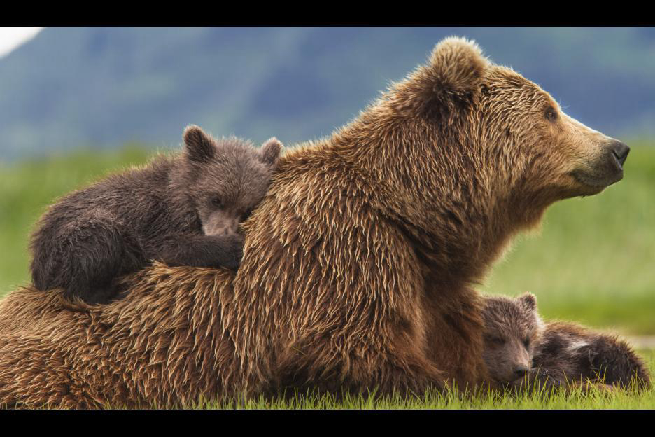 Xem Phim Bears, Bears 2014 Xem Phim Bears, Bears 2014