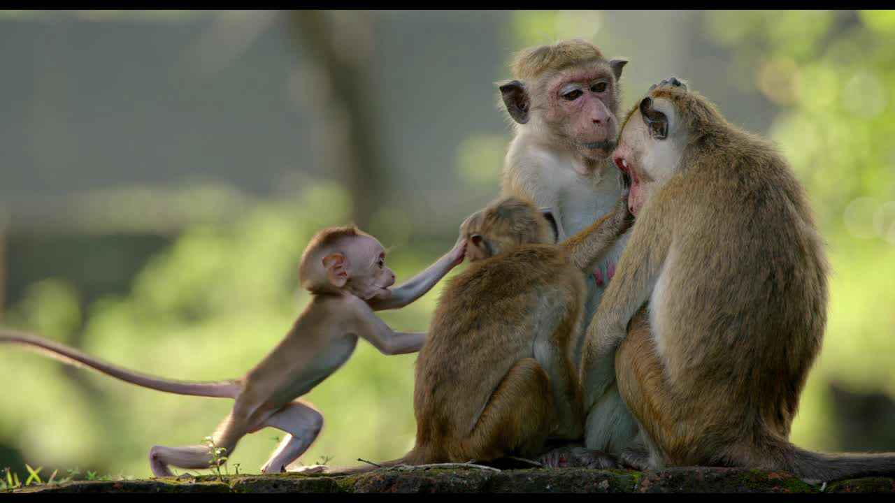 Monkey Kingdom / Monkey Kingdom (2015)