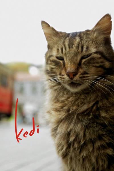 Kedi / Kedi (2016)