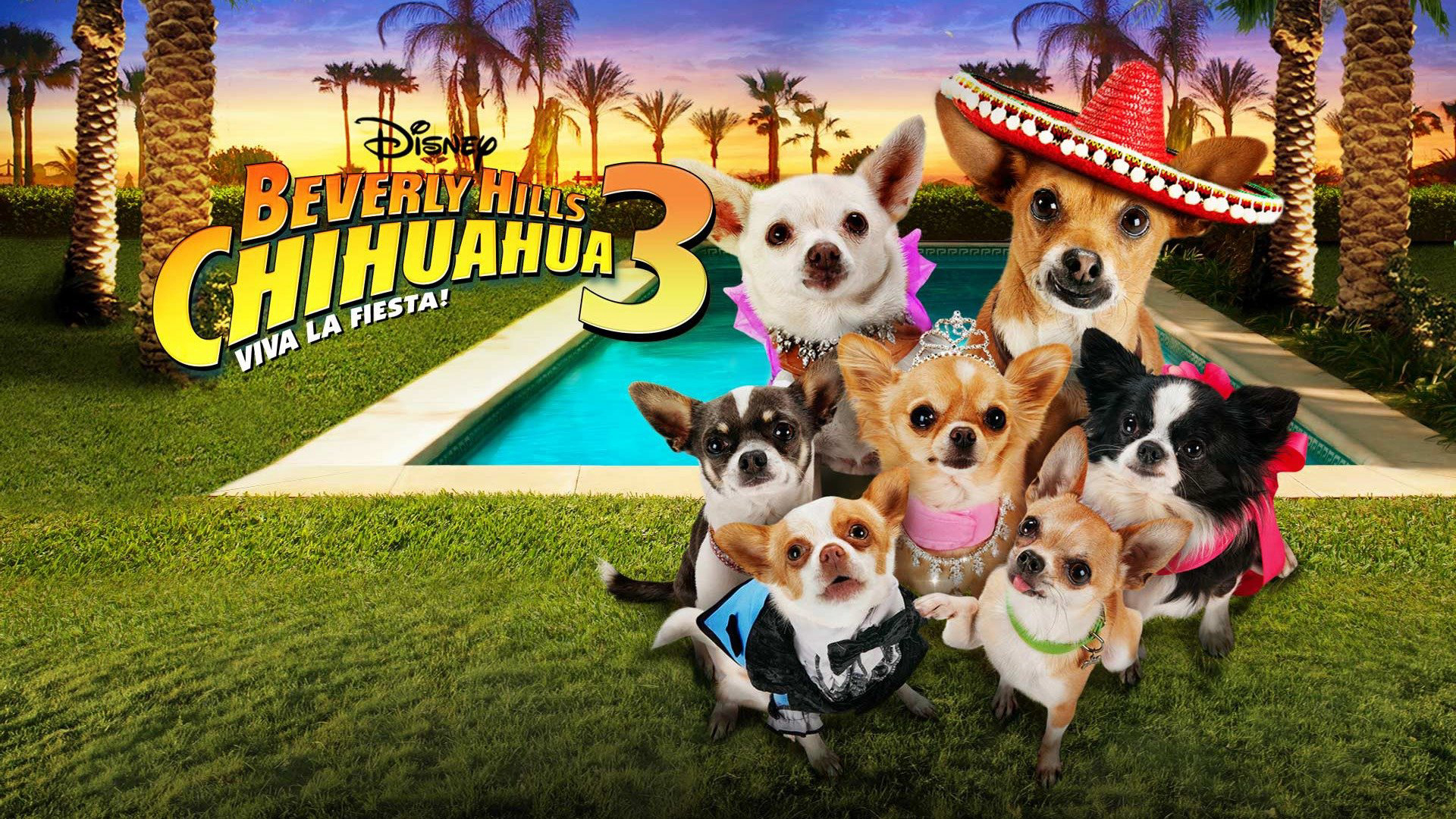 Xem Phim Những Chú Chó Chihuahua 3, Beverly Hills Chihuahua 3: Viva la Fiesta! 2012