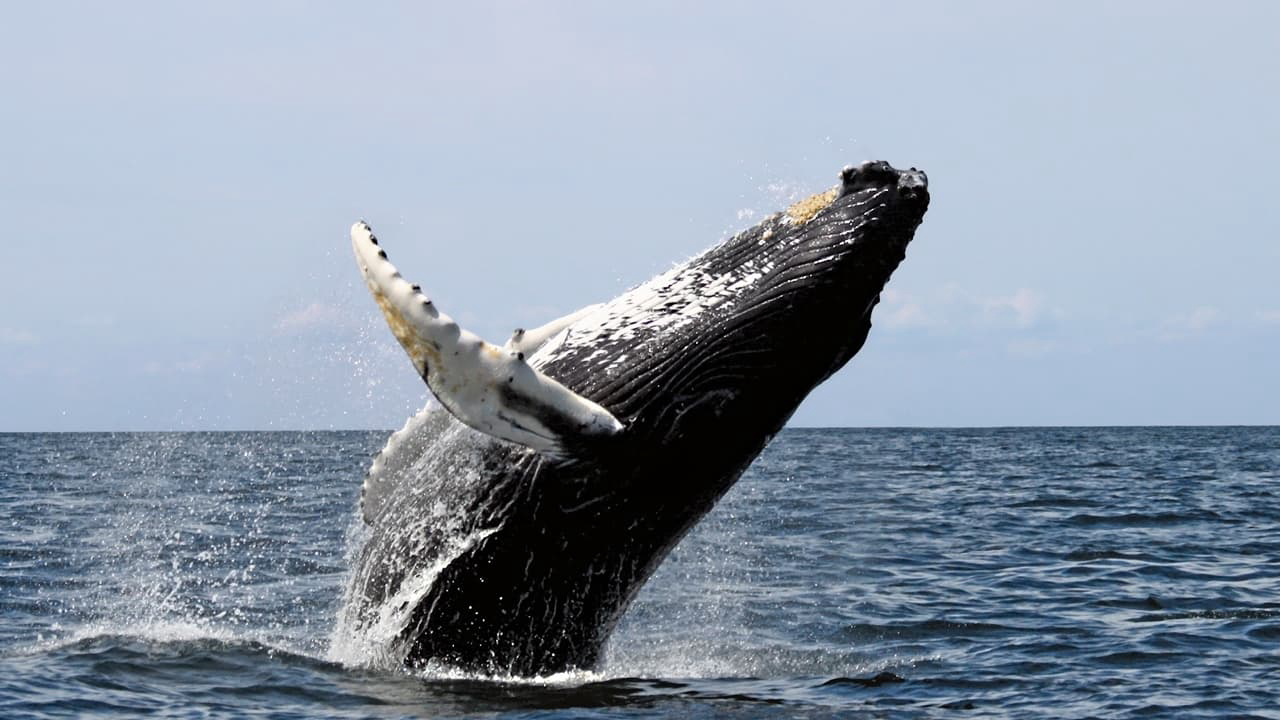 Xem Phim Ocean Giants, Ocean Giants 2011 Xem Phim Ocean Giants, Ocean Giants 2011