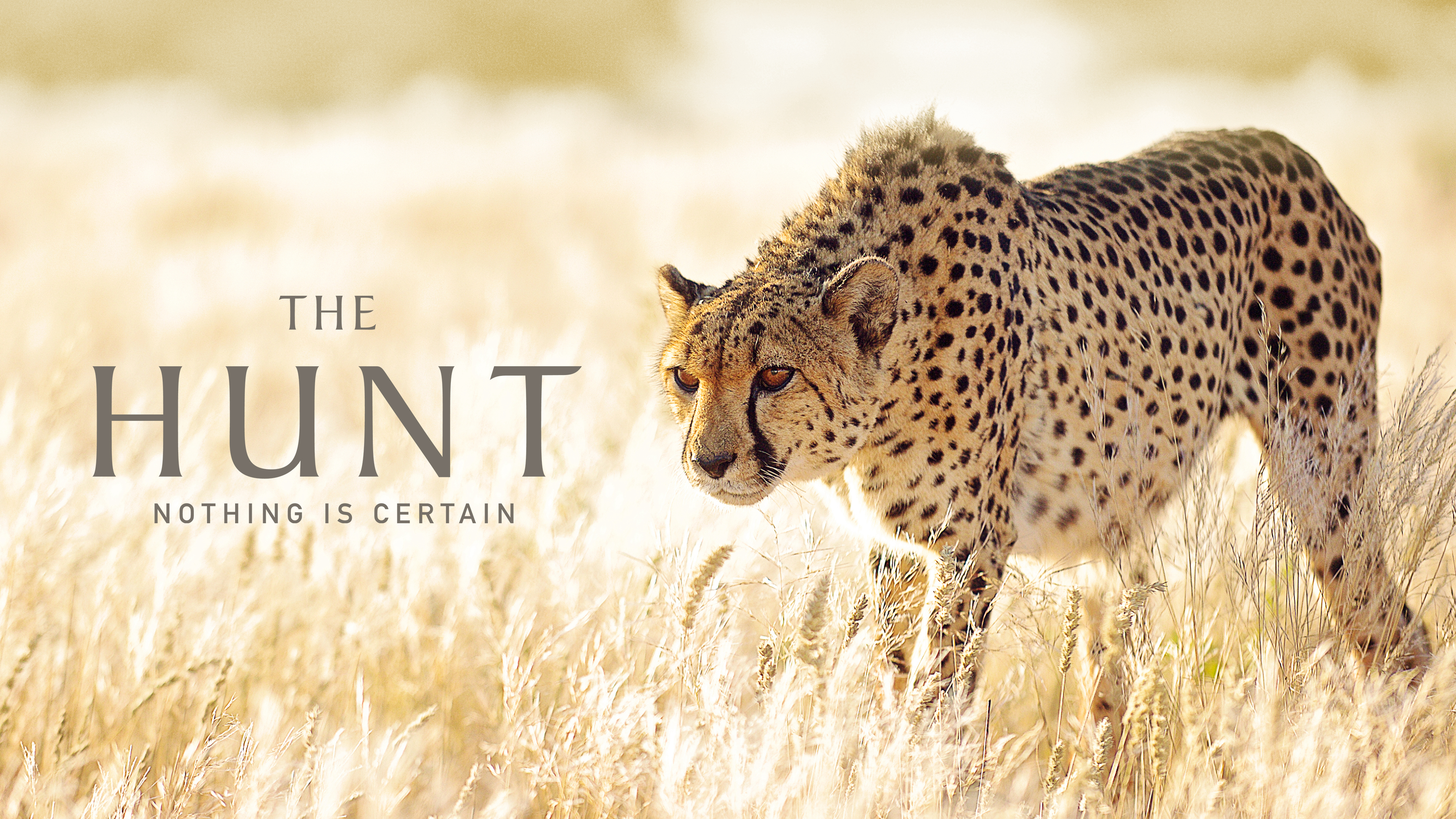Xem Phim The Hunt, The Hunt 2015 Xem Phim The Hunt, The Hunt 2015
