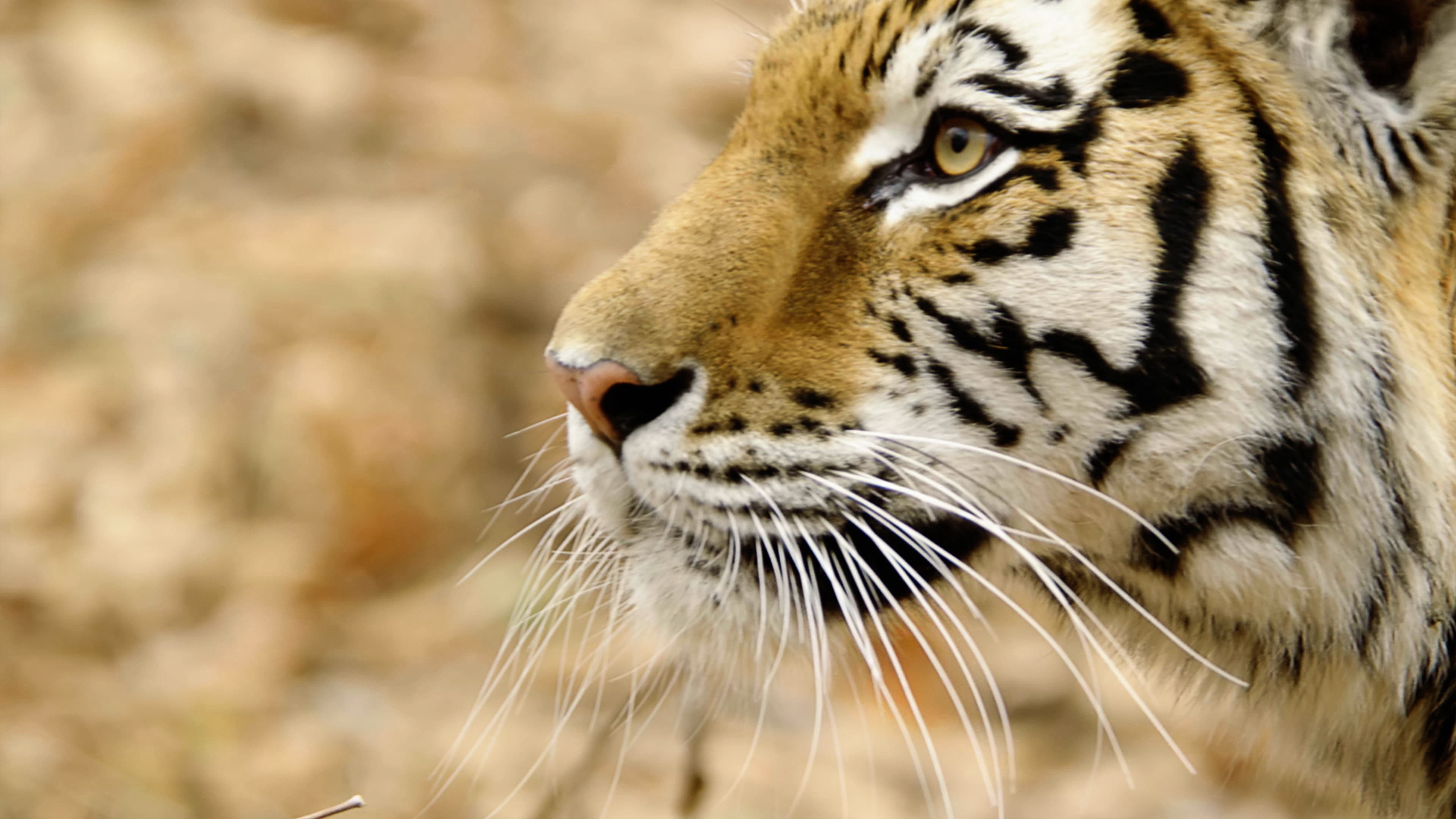 Xem Phim Thiên nhiên hoang dã Nước Nga, Wild Russia 2008 Xem Phim Thiên nhiên hoang dã Nước Nga, Wild Russia 2008