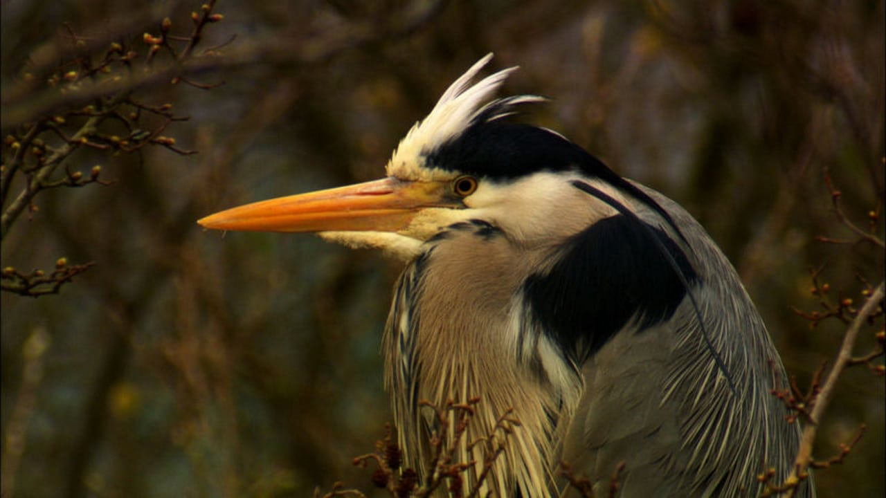 The Secret Life of Birds / The Secret Life of Birds (2012)