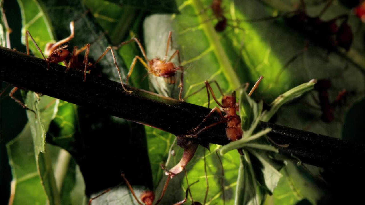 Xem Phim Những Quái Vật Tý Hon, Micro Monsters 2013 Xem Phim Những Quái Vật Tý Hon, Micro Monsters 2013