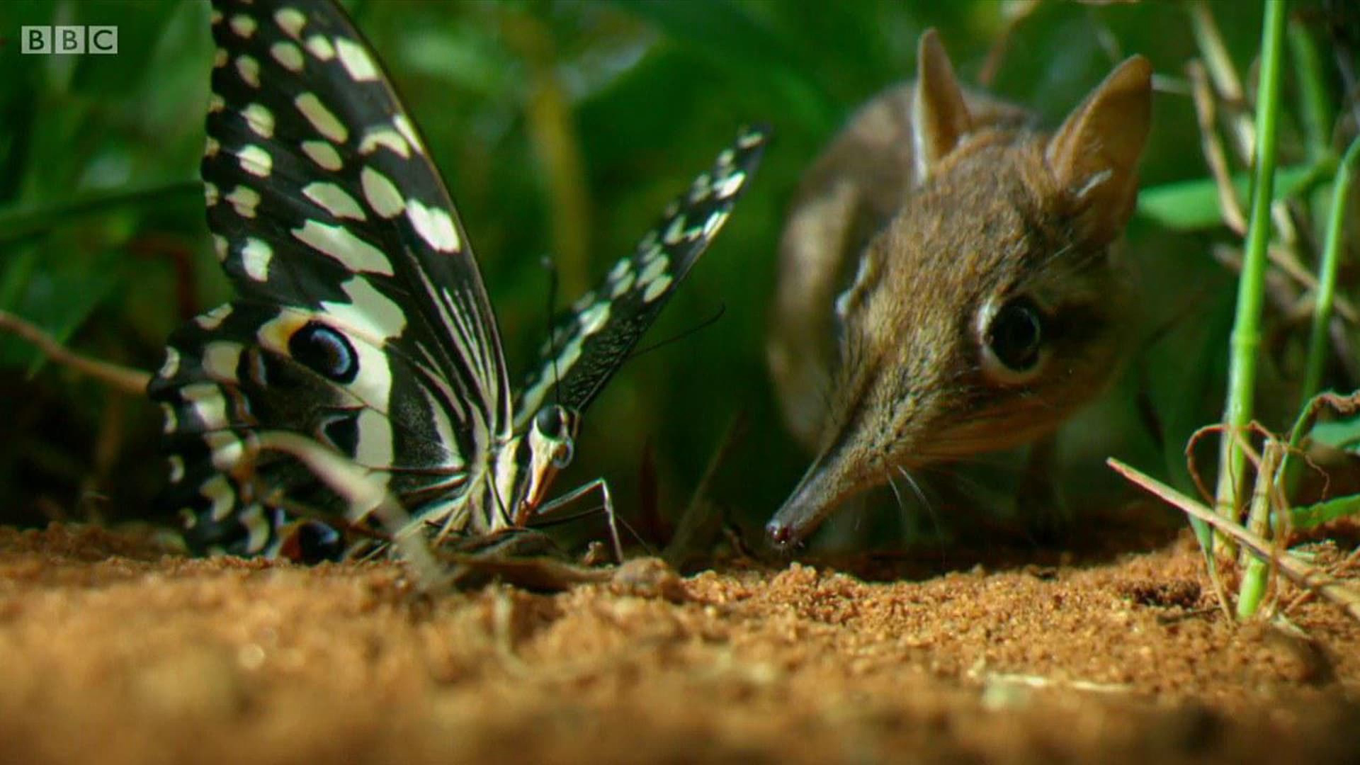 Xem Phim Vương Quốc Ẩn Giấu, Hidden Kingdoms 2014 Xem Phim Vương Quốc Ẩn Giấu, Hidden Kingdoms 2014