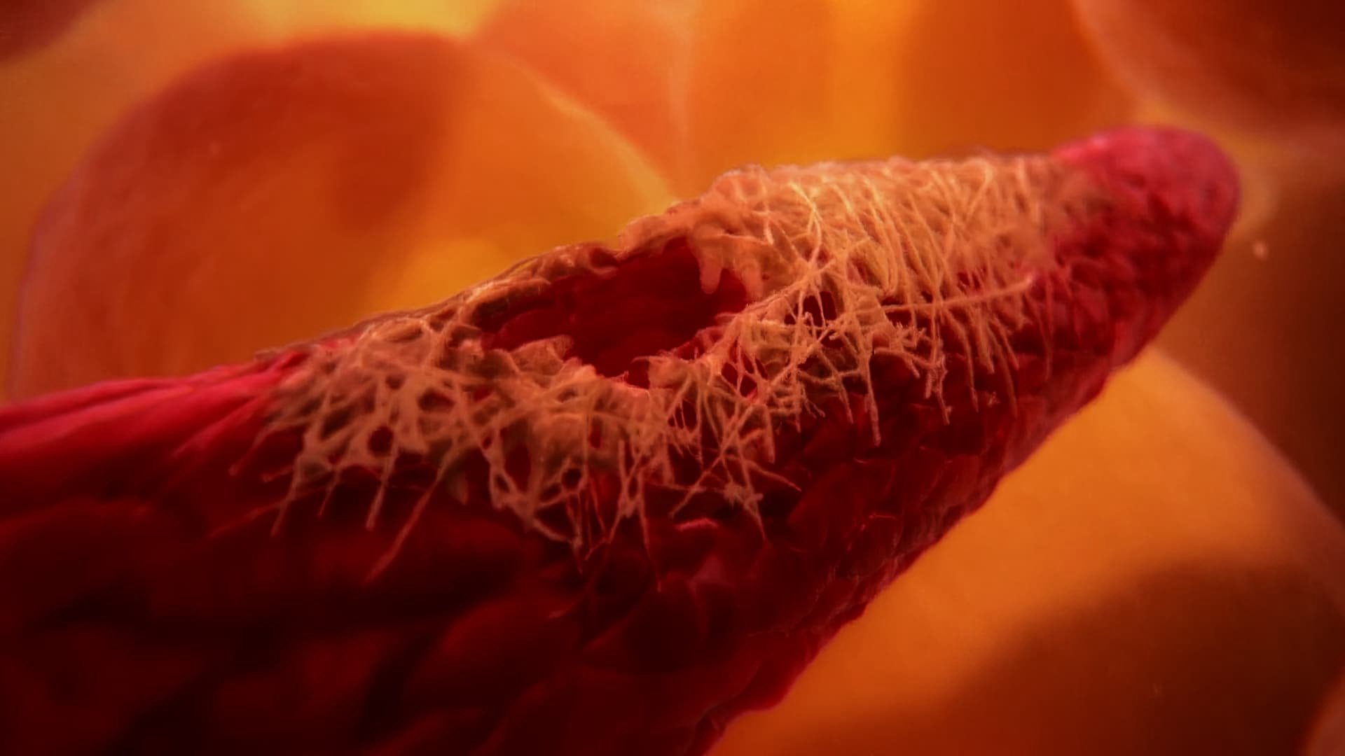 Xem Phim Inside the Human Body, Inside the Human Body 2011 Xem Phim Inside the Human Body, Inside the Human Body 2011