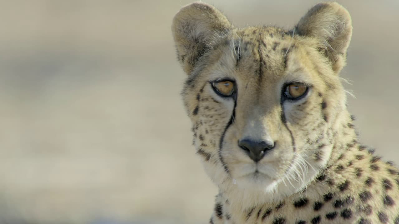 Africa's Claws and Jaws / Africa's Claws and Jaws (2017)