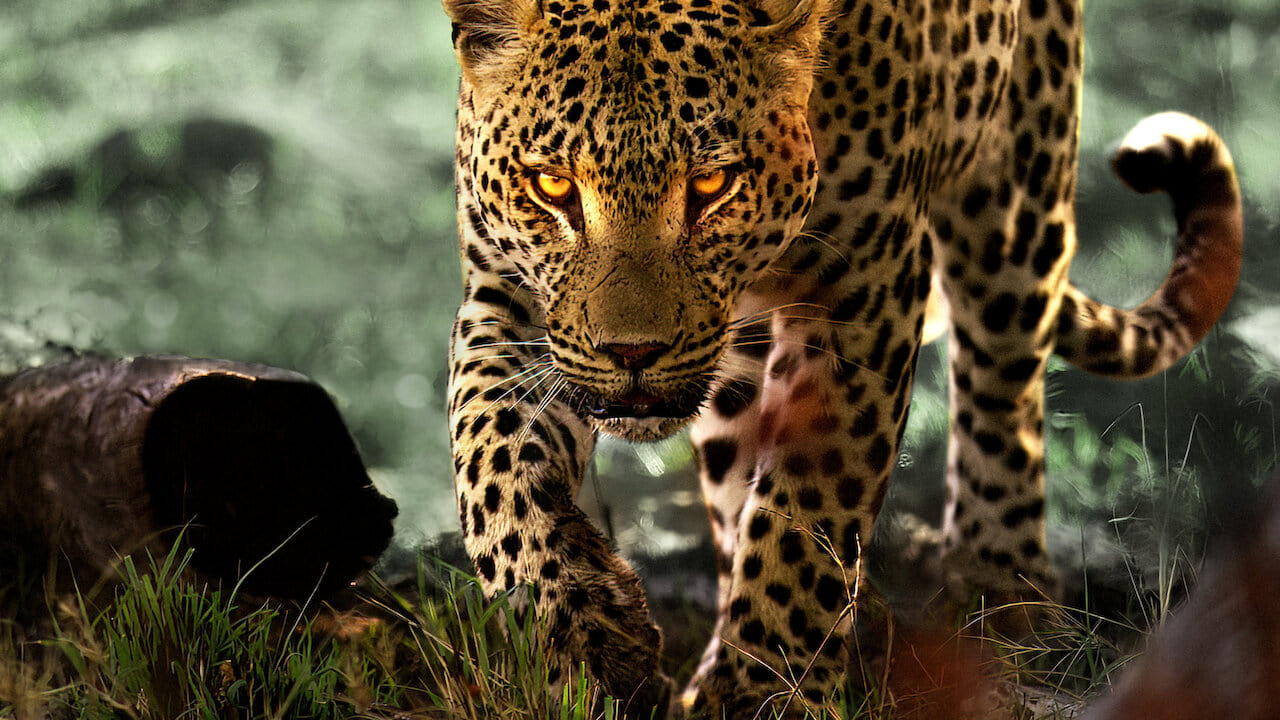 Xem Phim Sống cùng báo hoa, Living with Leopards 2024