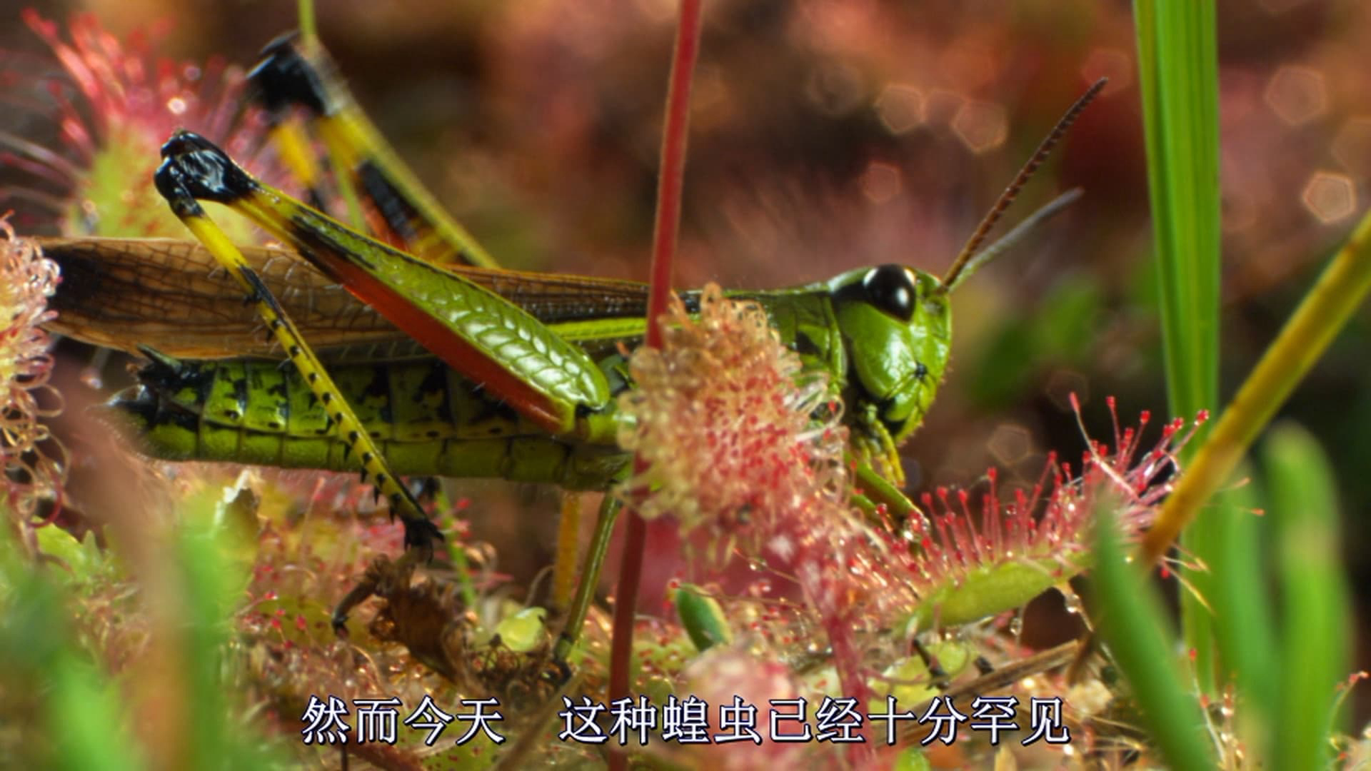 Xem Phim Magie der Moore, Magie der Moore 2015 Xem Phim Magie der Moore, Magie der Moore 2015