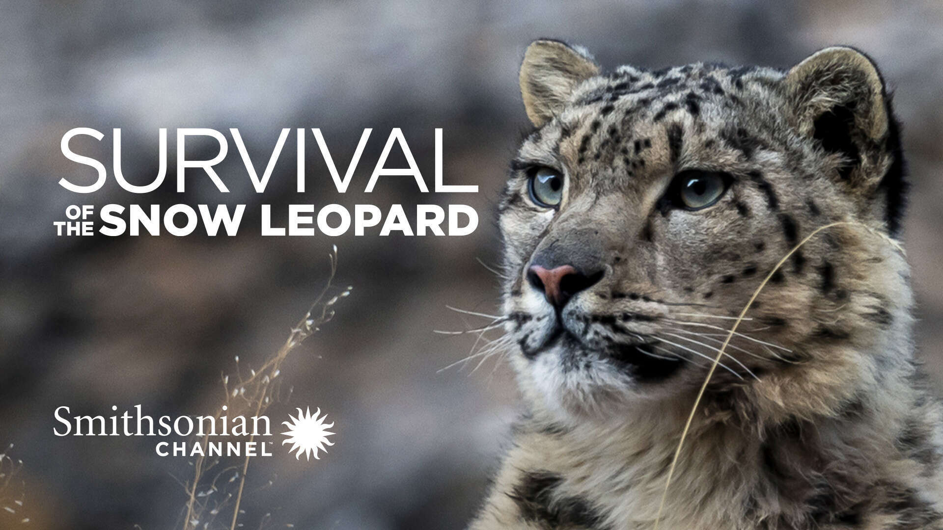 Survival Of The Snow Leopard / Survival Of The Snow Leopard (2020)