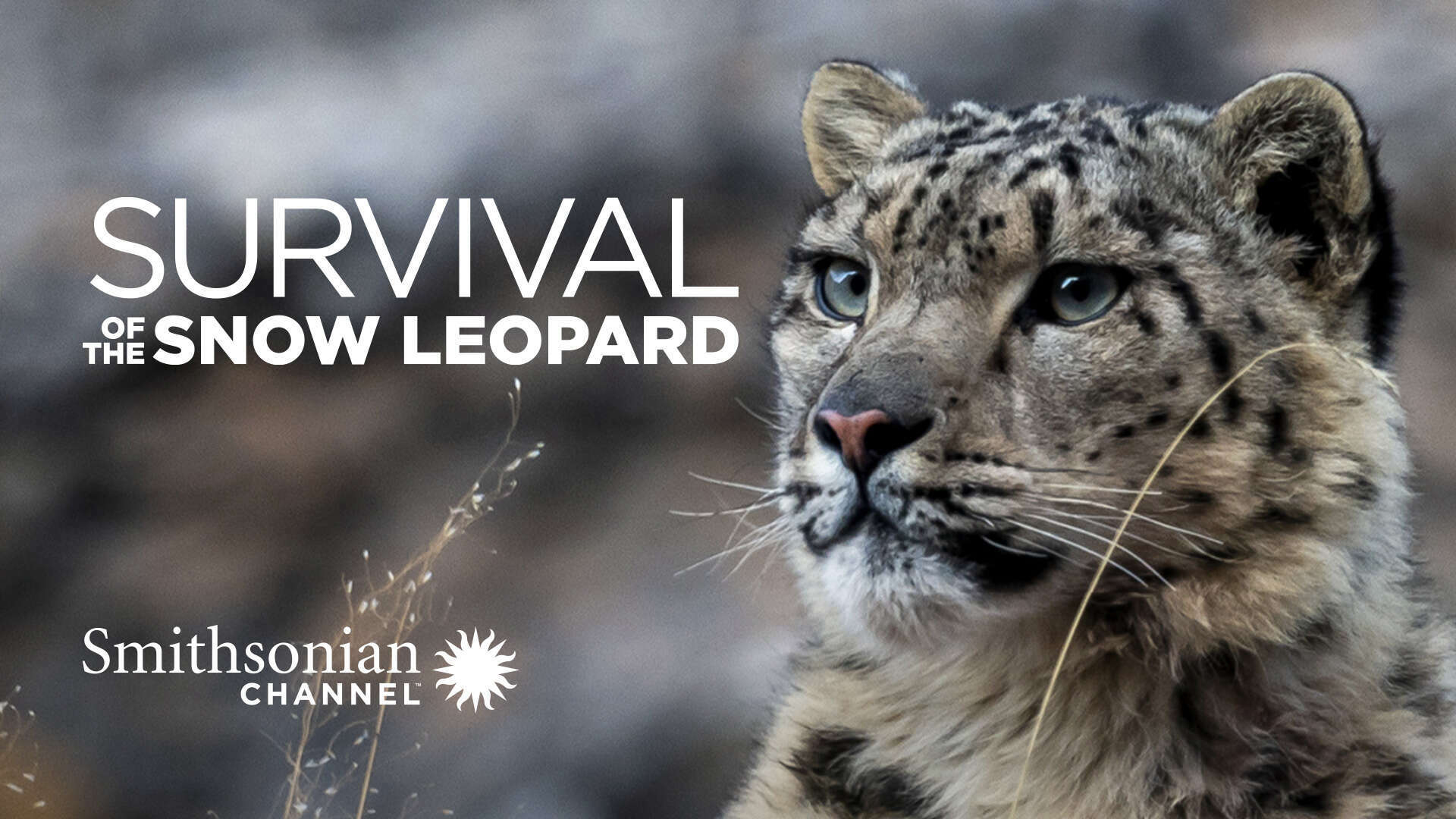 Xem Phim Survival Of The Snow Leopard, Survival Of The Snow Leopard 2020 Xem Phim Survival Of The Snow Leopard, Survival Of The Snow Leopard 2020