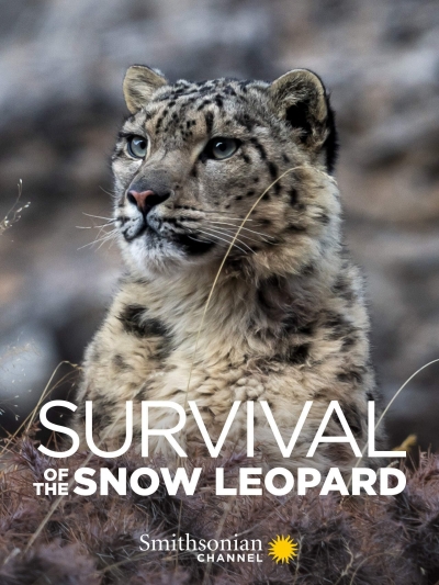 Survival Of The Snow Leopard / Survival Of The Snow Leopard (2020)