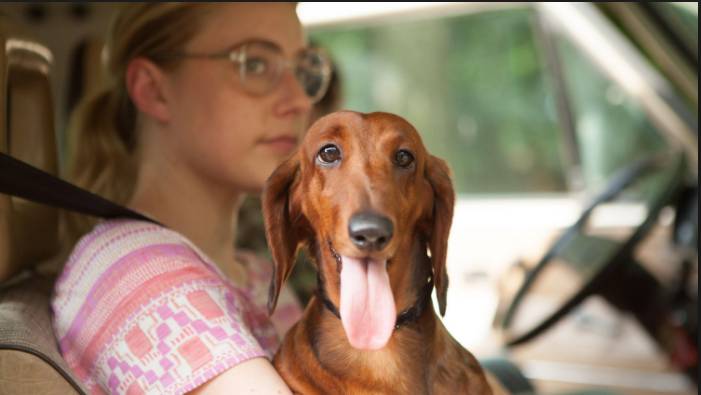 Wiener-Dog (2016)