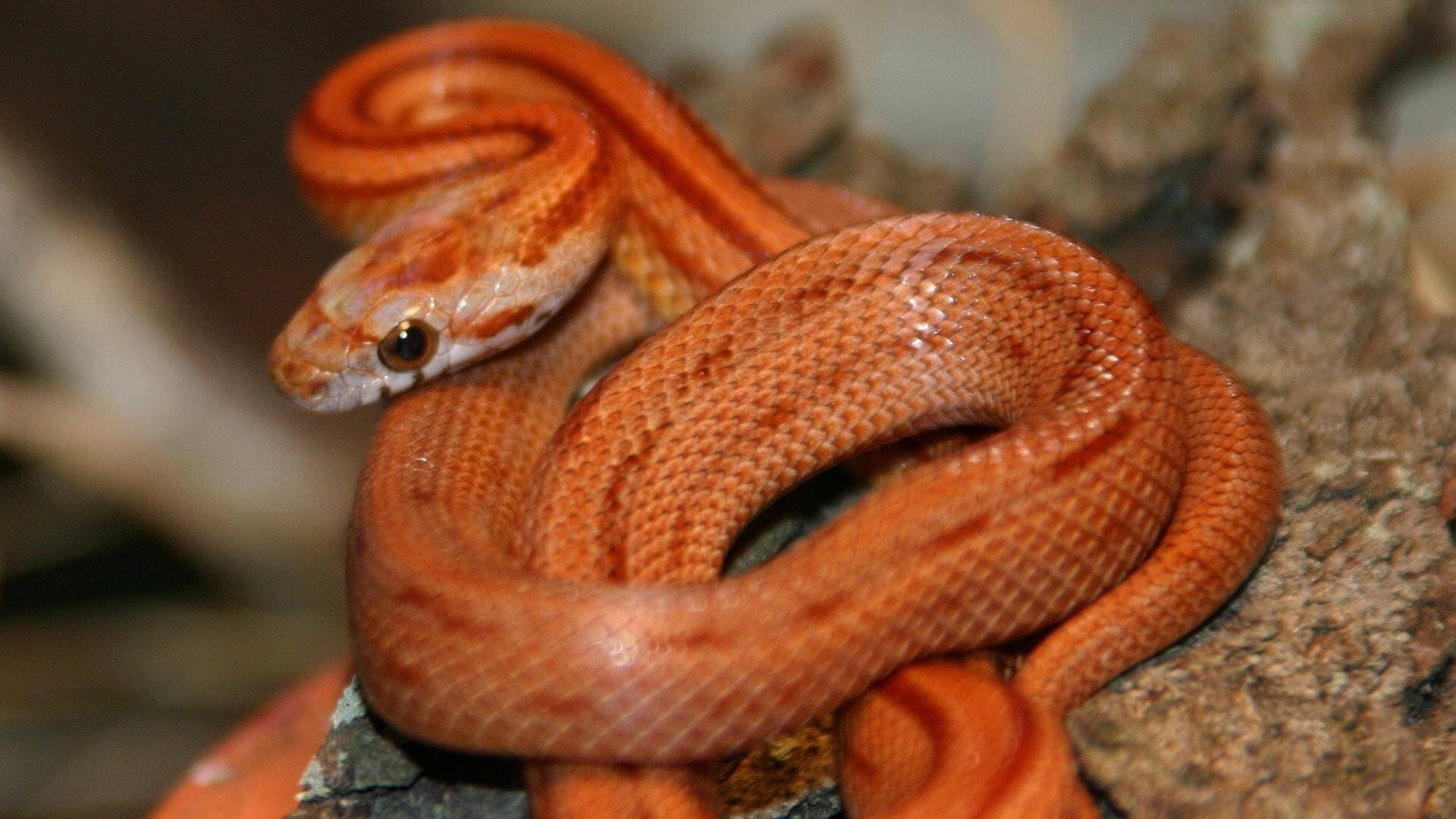 Xem Phim Nét đẹp của loài rắn, The Beauty of Snakes 2003 Xem Phim Nét đẹp của loài rắn, The Beauty of Snakes 2003