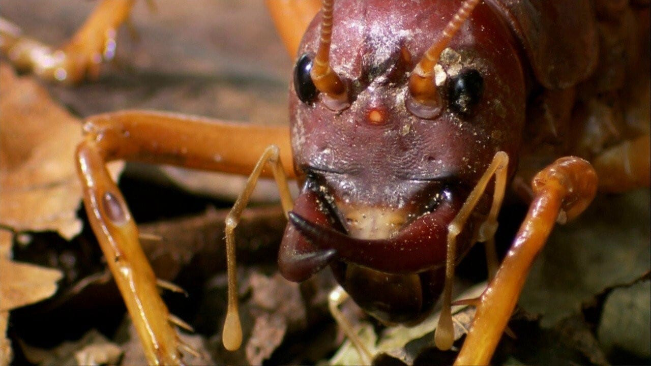 Xem Phim Thế Giới Côn Trùng Khổng Lồ và Nguy Hiểm, The World's Biggest and Baddest Bugs 2009