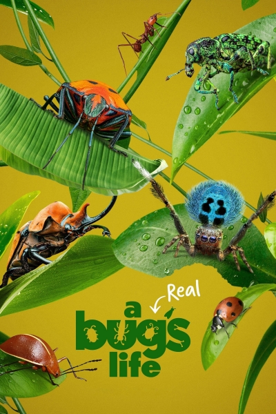 A Real Bug's Life / A Real Bug's Life (2024)