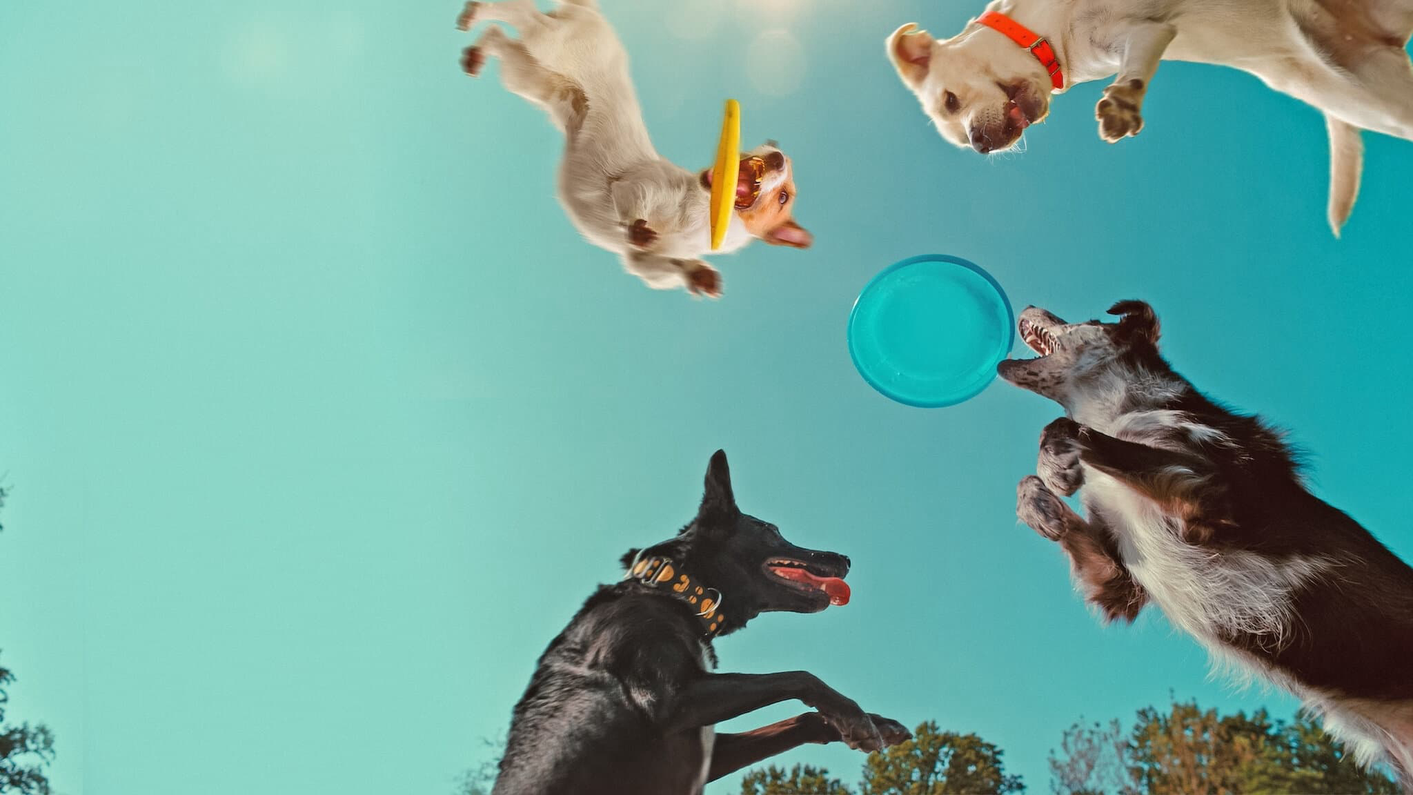 Xem Phim Những chú chó nghĩ gì, Inside the Mind of a Dog 2024 Xem Phim Những chú chó nghĩ gì, Inside the Mind of a Dog 2024