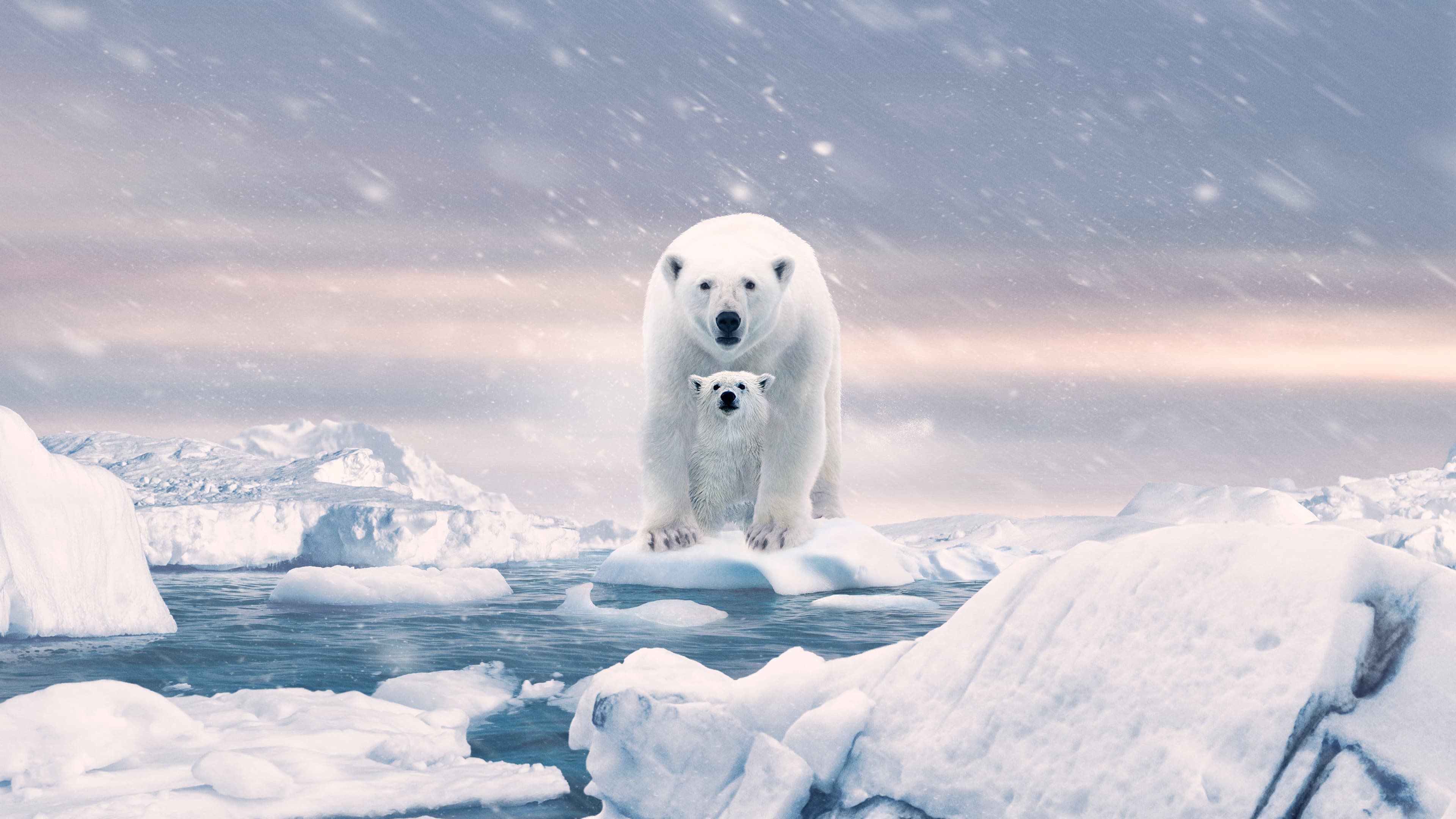 Polar Bear / Polar Bear (2022)