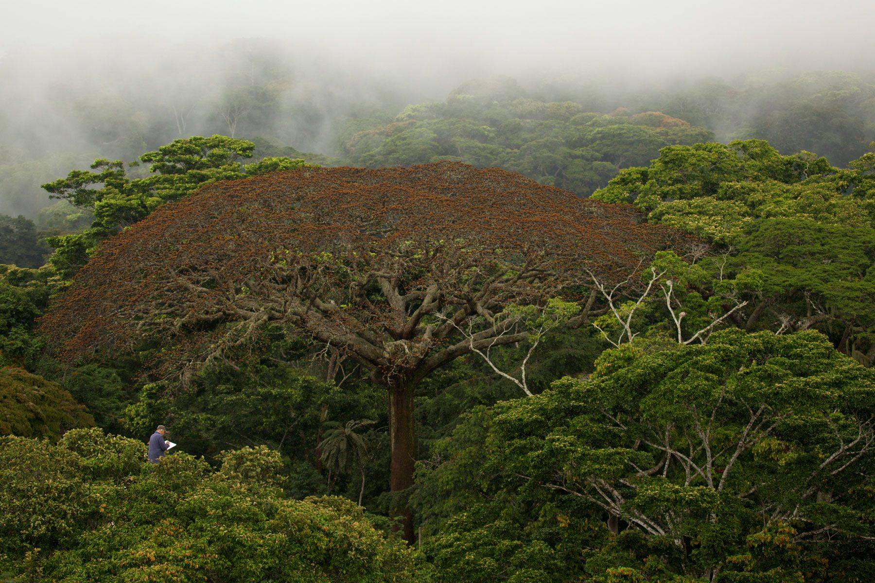 Il Était Une Forêt (2016)