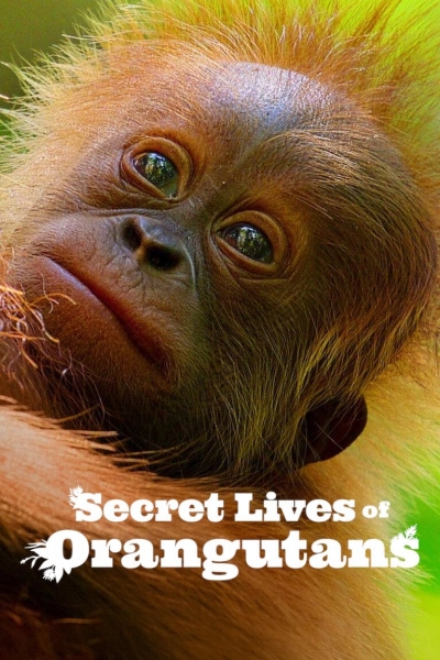 Secret Lives of Orangutans / Secret Lives of Orangutans (2024)