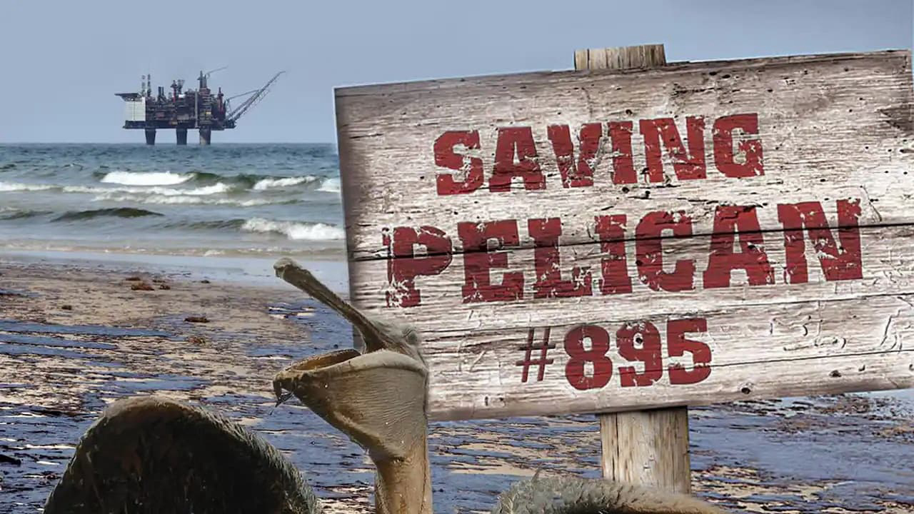 Saving Pelican 895 / Saving Pelican 895 (2011)