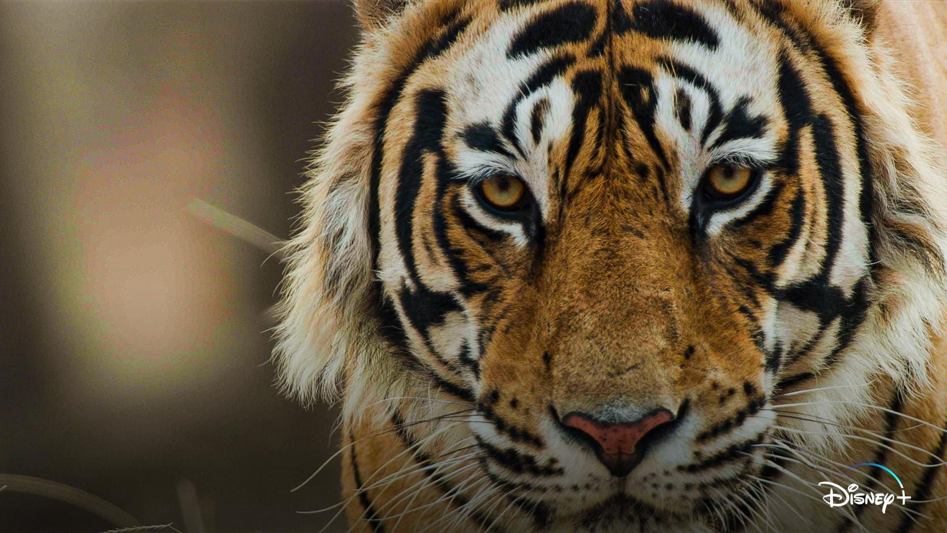 Xem Phim Tiger, Tiger 2024 Xem Phim Tiger, Tiger 2024