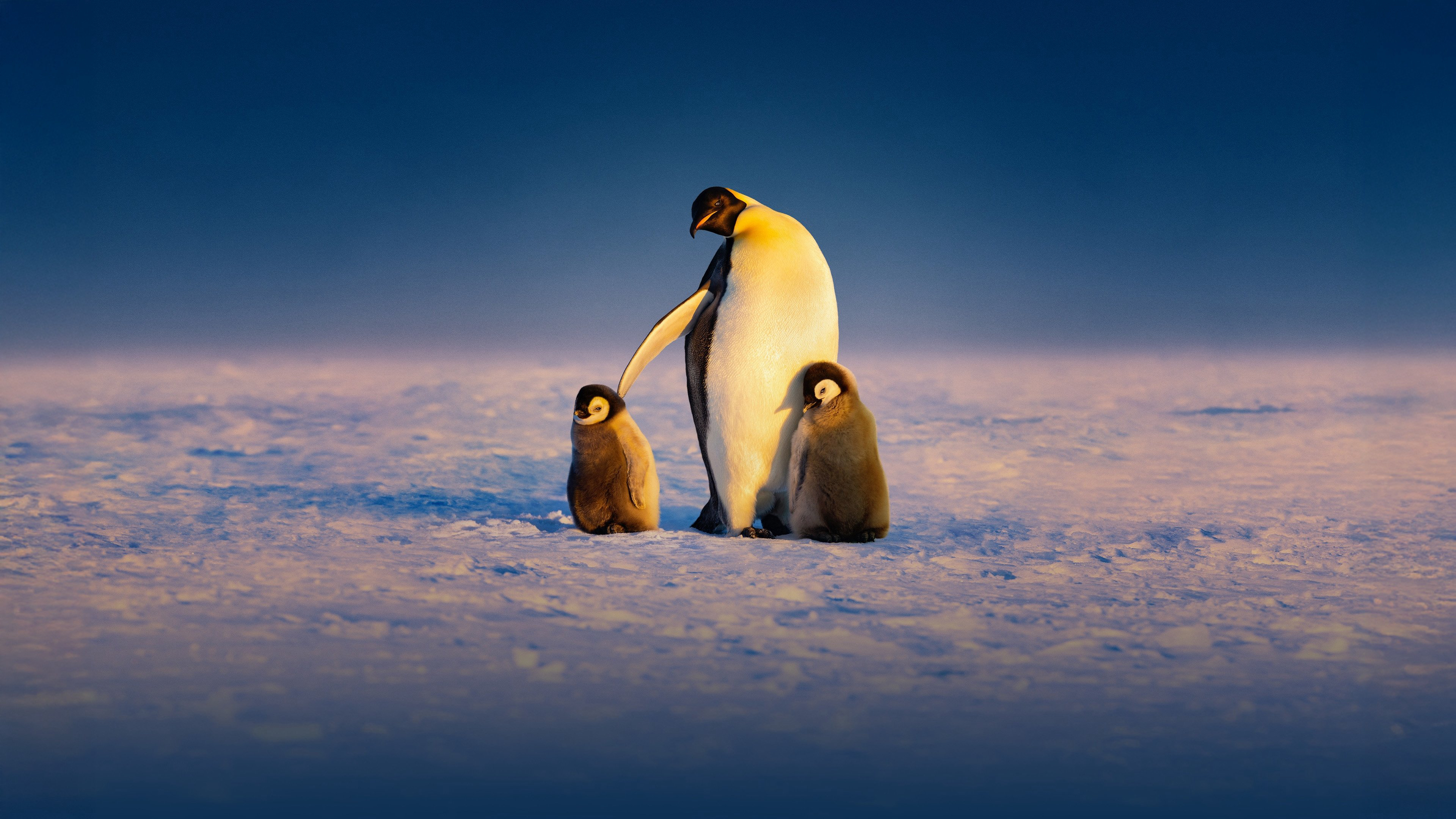 Secrets of the Penguins / Secrets of the Penguins (2025)