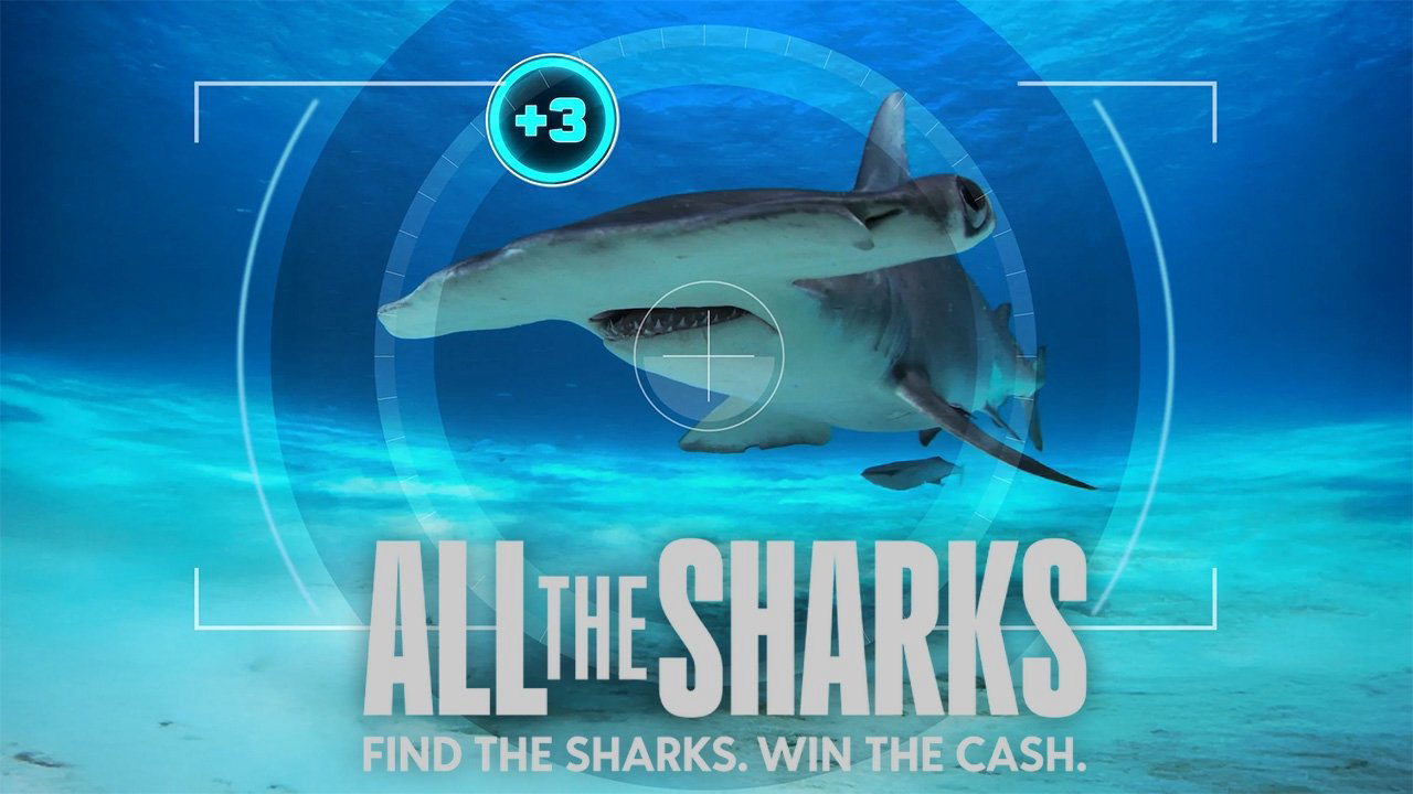 All the Sharks / All the Sharks (2025)