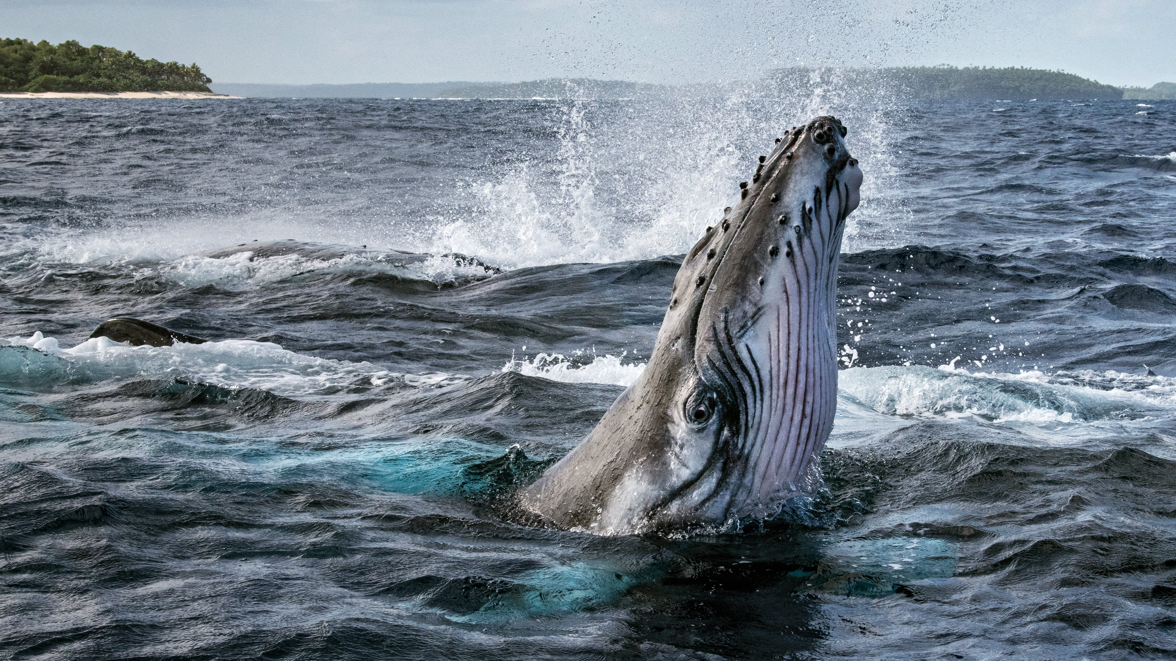 Secrets of the Whales / Secrets of the Whales (2021)